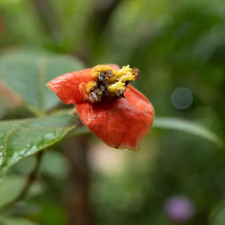 Pachira Lodge-2