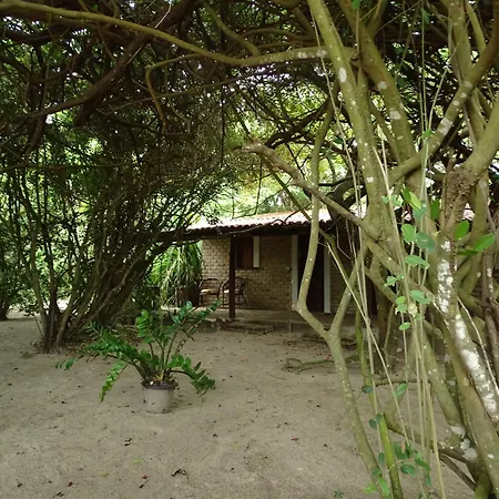 Jungle House-3