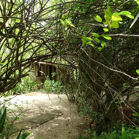 Jungle House-2