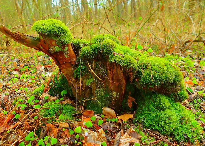 3-Sterne-Hotel: Hotel Strandburg Prerow