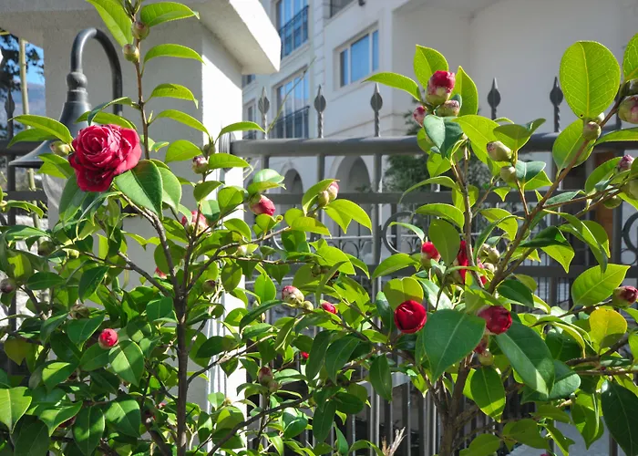 Hotel adatto agli animali: Hotel Oaza