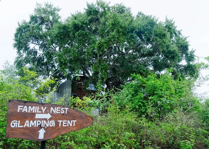 Leopard Nest In Yala