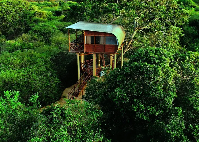 Leopard Nest In Yala
